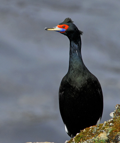 ����������� ������